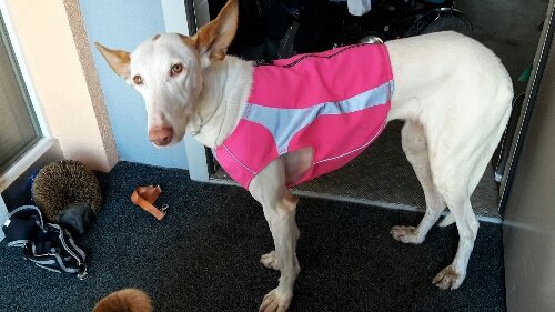PiWeste.jpg