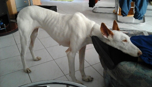 pimuede2.jpg