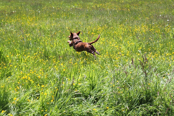 Dobby fliegt.jpg