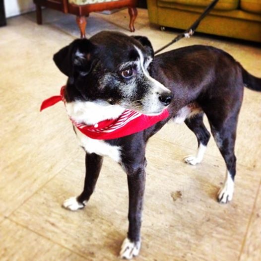 Zorro (2).jpg