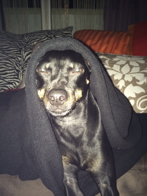 Barney (4).jpg
