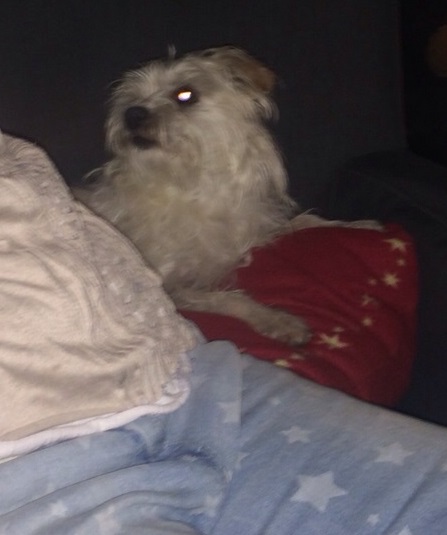 copito2.JPG