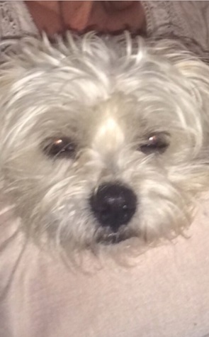 copito3.JPG