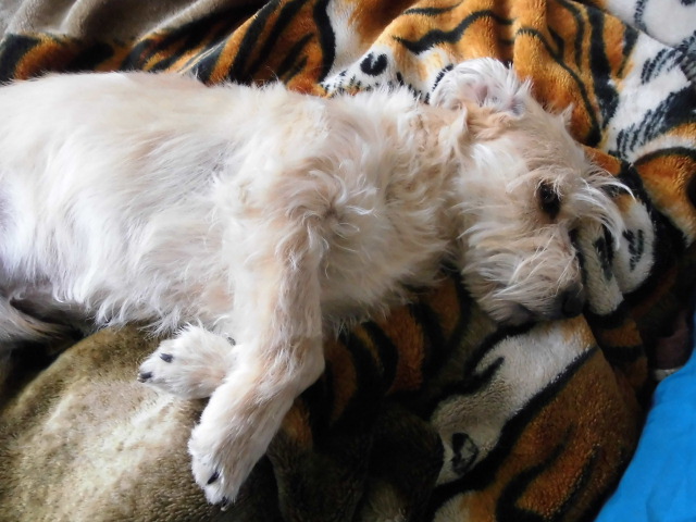 Siesta 002.JPG