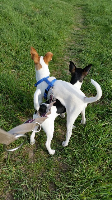 Jack und Russel (1).jpg