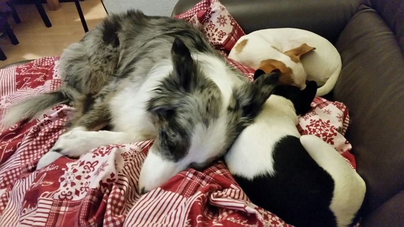 Jack und Russel (2).jpg
