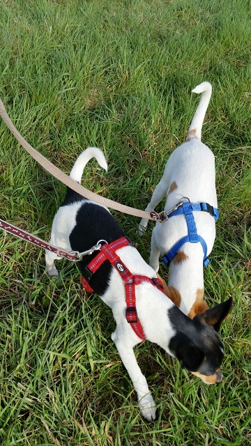 Jack und Russel (6).jpg