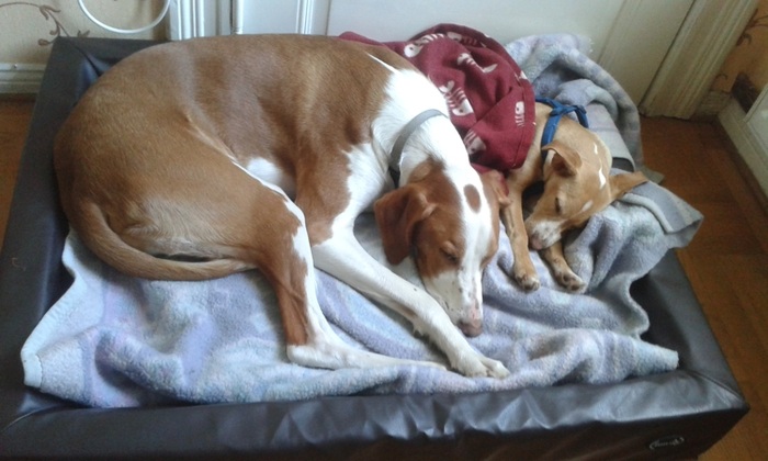 Gemeinsame Siesta.jpg