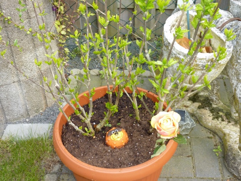2015-05-08-04 - Kopie.JPG