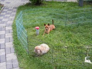 mein garten.jpg