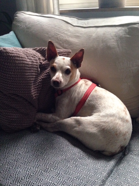 chico4.JPG