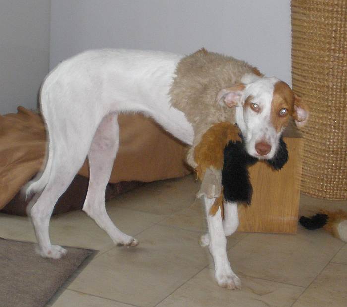 Amber im Berner Sennenpelz2.jpg