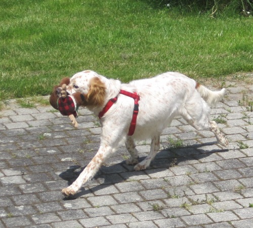 holly3.JPG