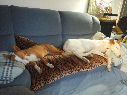 sofa.jpg