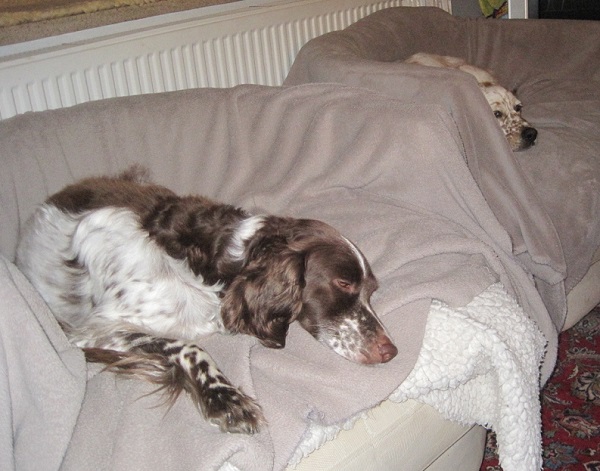 Holly 002.JPG