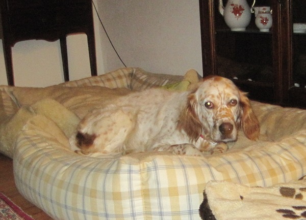 Holly 006.JPG