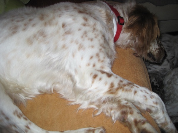 Holly 007.JPG