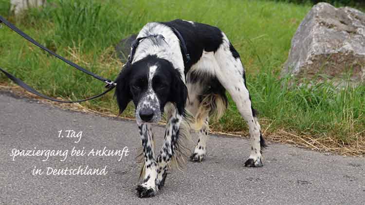 MCDuff_Tag1_1.jpg