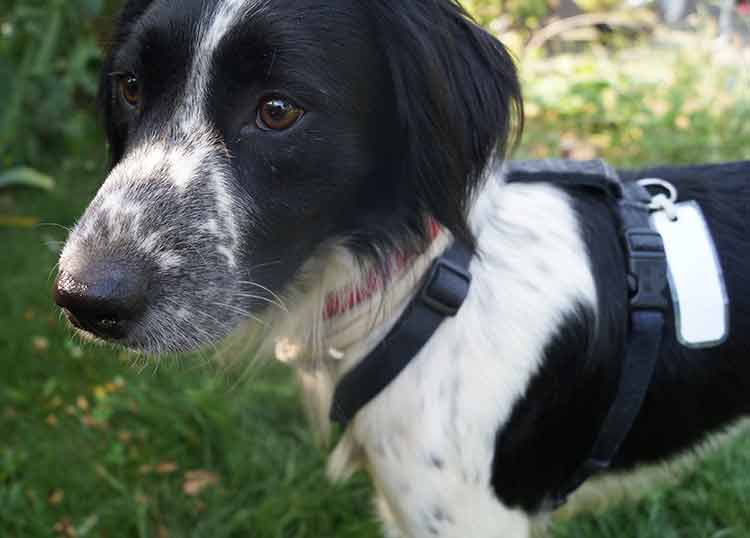 MCDuff_11_07_15_1.jpg