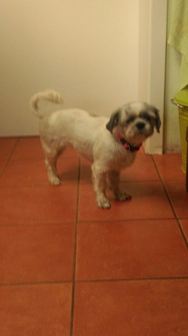 suky3.JPG