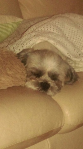 suky4.JPG