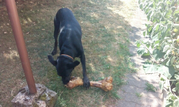 Siska.jpg