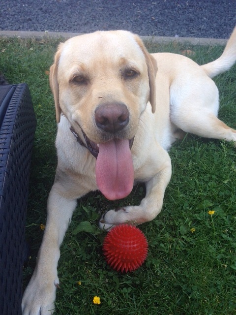 Coco Ludo (3).jpg