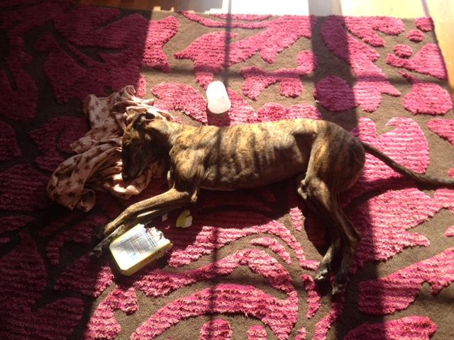 Happy hound.JPG