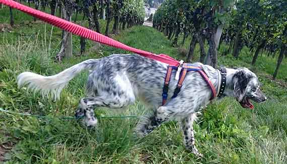 HaM_Pesca_Weinberg_2.jpg