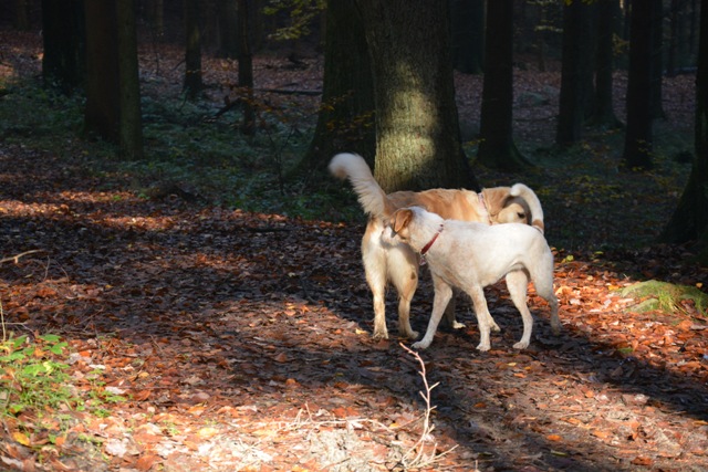 DSC_0031.jpg