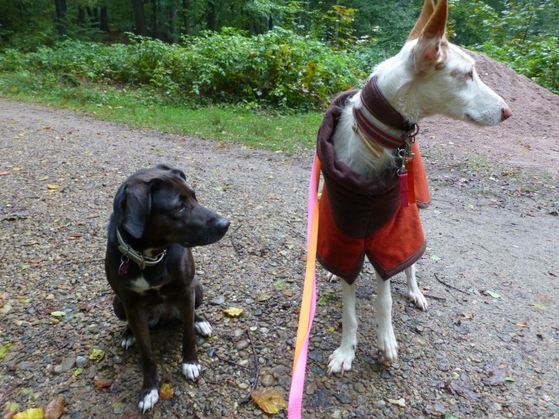 Wald 2.JPG