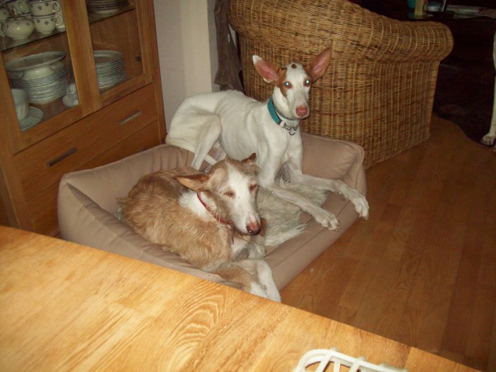 Meo und AMUN 001.JPG
