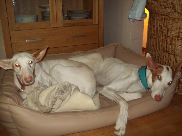 Quina und Amun 001.JPG