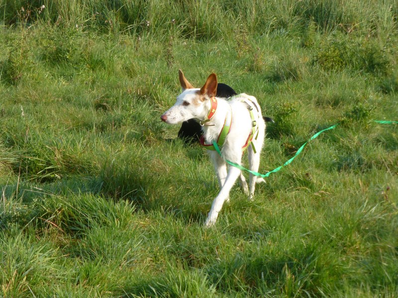 P1100240_800x600.JPG