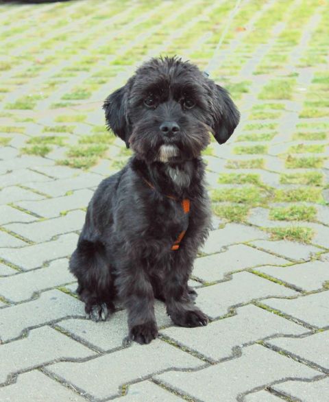 hund2.jpg