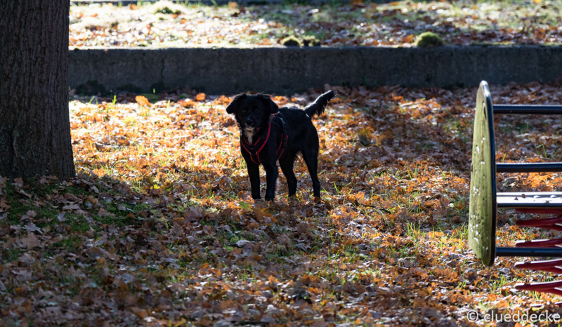 DSC03303.jpg