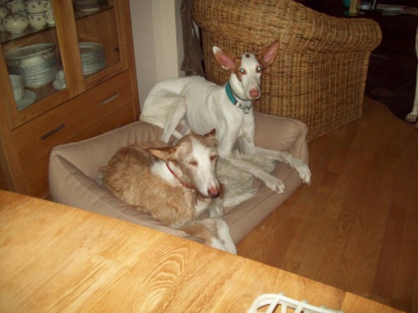 Meo und AMUN 001.JPG