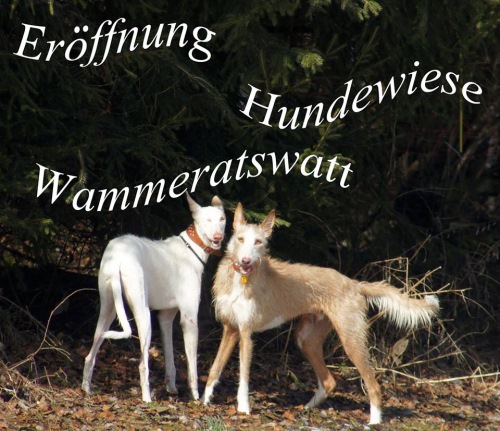 10898318_945403895493476_2425302507260301932_n Calvin und Meo Hundewiese.jpg