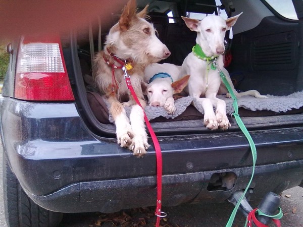 10338762_660483384049227_4164301806644200180_n Meine drei HaM Hunde.jpg