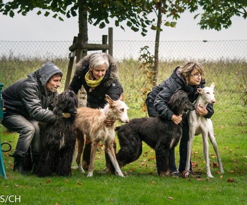 12072660_1063841280316403_2575139039824878527_n Forrest, Meo, Kira und Calvin am Start 9.10.2015.jpg