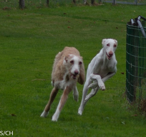 12074764_996934350329921_8335543261625463128_n Meo und Calvin, Kopf an Kopf Okt. 2015.jpg