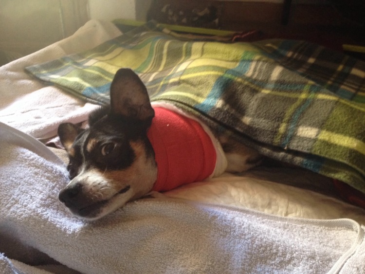 IMG-20151026-WA0012 klein.jpg
