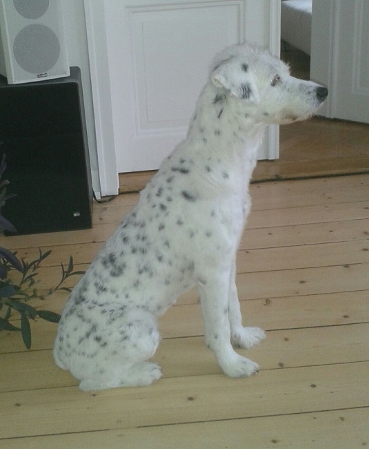 Olli.jpg