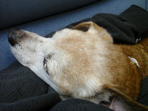 yellakuscheln.jpg