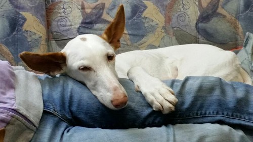 pikuscheln.jpg