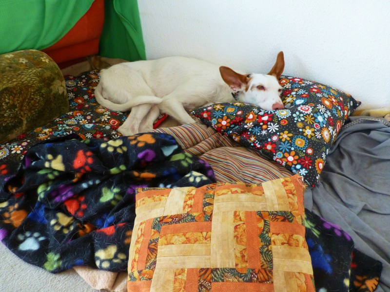 P1130473 (2)_800x600.JPG