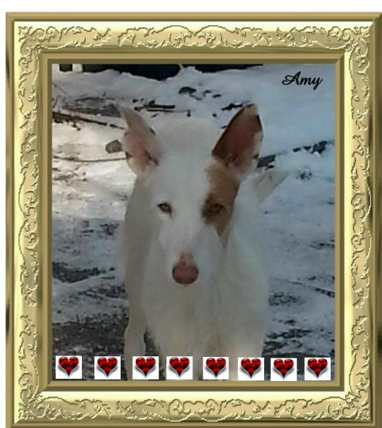 Amy-Goldschatz.jpg
