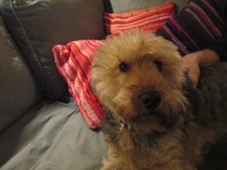 bobby auf sofa.jpg