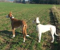Aramis - Amy.JPG