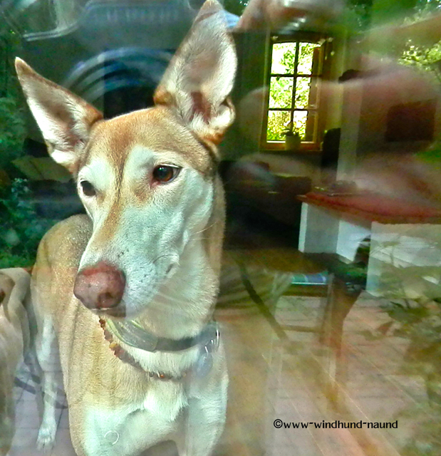lola.jpg